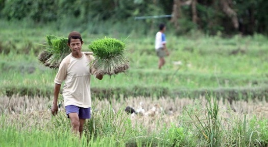 MAKASSAR, 19/10. SAWAH. Seorang petani memikul bibit padi di Kab Gowa, kemarin. FOTO SINDO/MAMAN SUKIRMAN